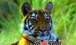 老虎视频动物世界,动物世界中的王者传奇